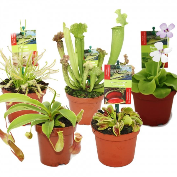 Starter Set - 5 Plants