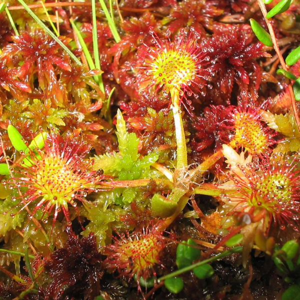 Drosera Rotundifolia