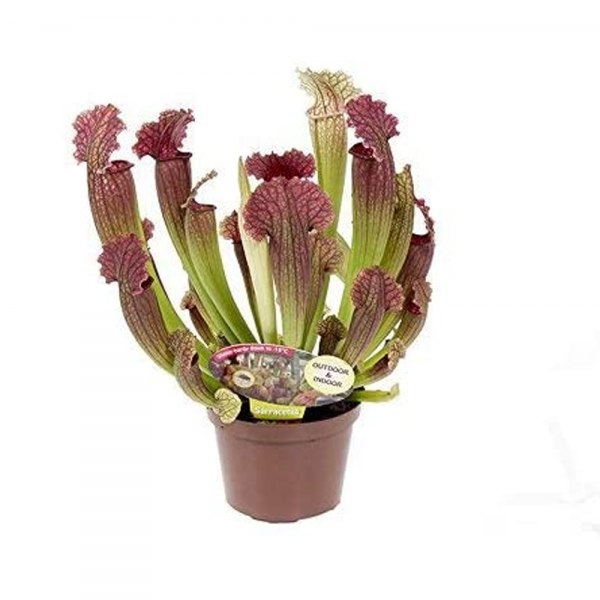 Sarracenia - Leucophylla 12.5cm - Image 2