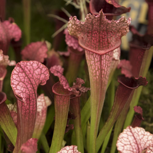 Sarracenia - Leucophylla 12.5cm