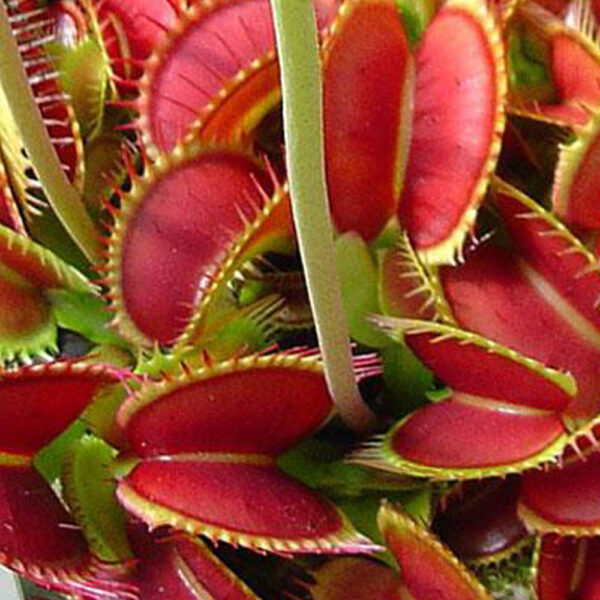 Big Mouth Venus Fly Trap