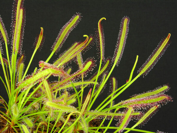 Narrow Leaf Sundew